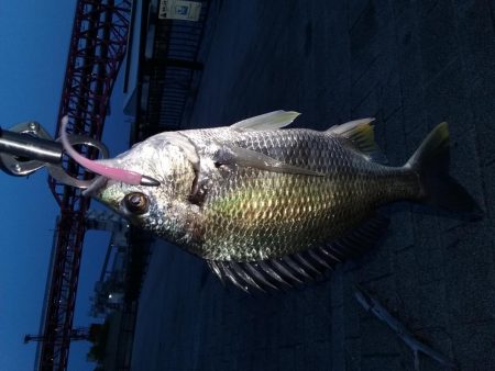 バチ抜けのつもりがキビレ